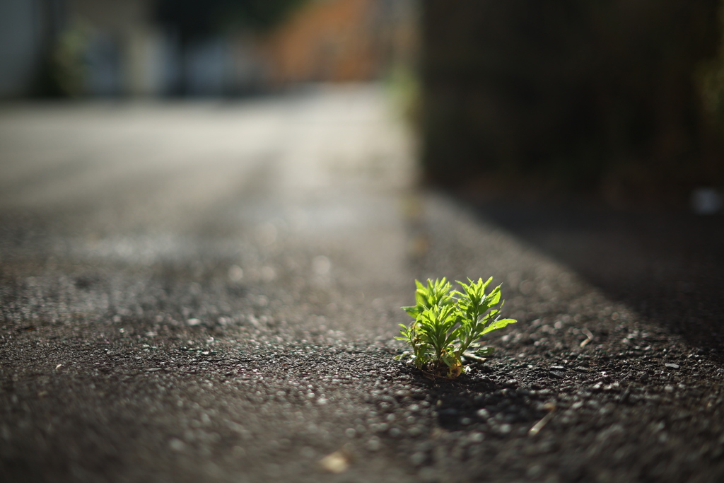 路傍の草、挙手する。