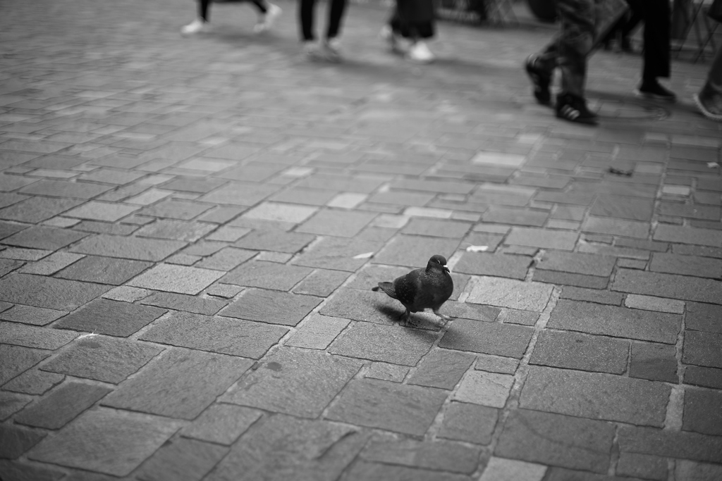 いま、トリましたか？