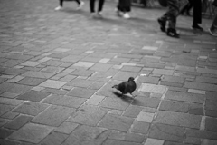 いま、トリましたか？