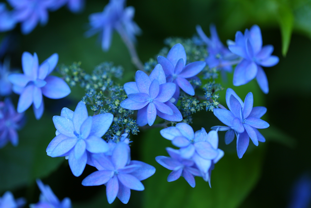 紫陽花①