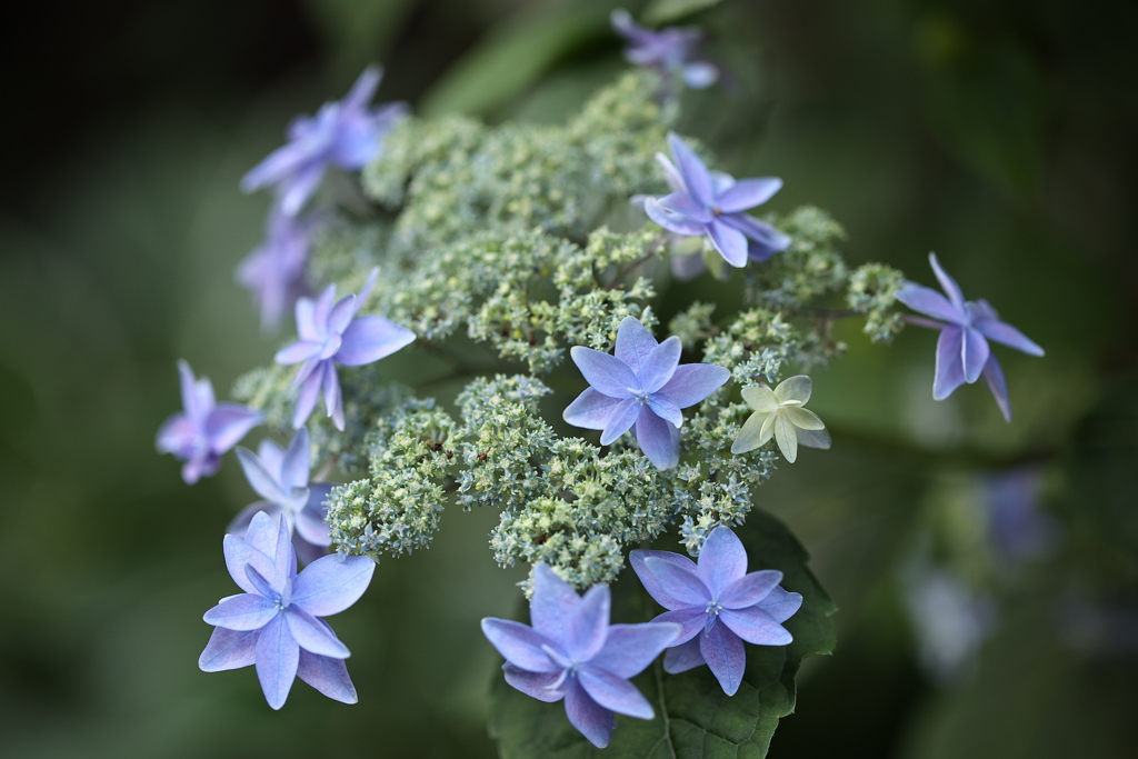 紫陽花