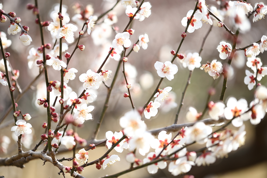 Japanese plum blossom