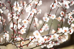 Japanese plum blossom