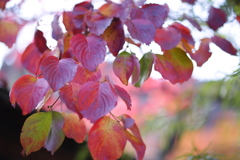 朱に染まる丸い葉 朱に染まる丸い葉