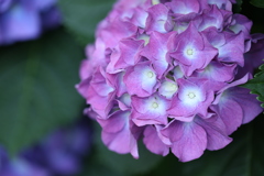 今年の紫陽花