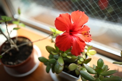 母上、咲きました。