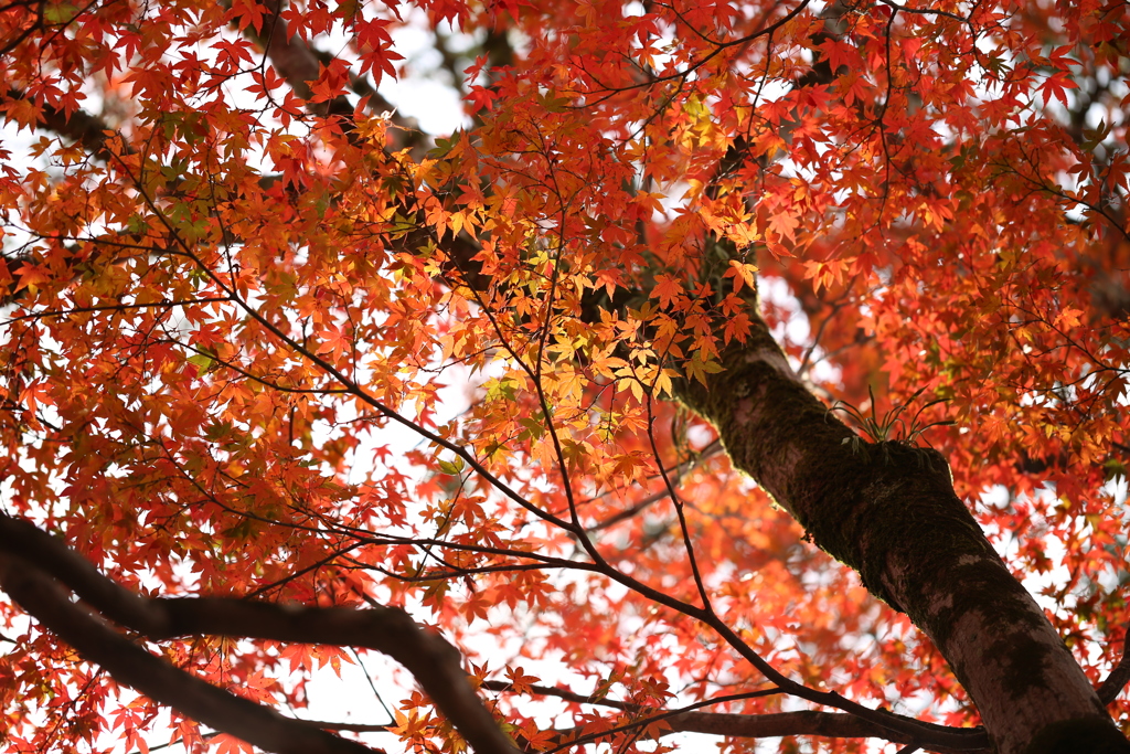 やっと逢えました。