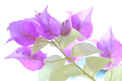 イヤサレマシタ。