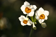 水仙、光っていた。