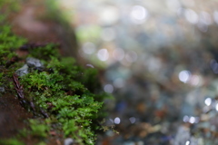 コケとセセラギ