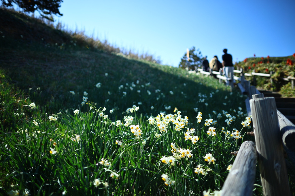 伊豆爪木崎水仙祭り2026