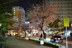帰り道の桜