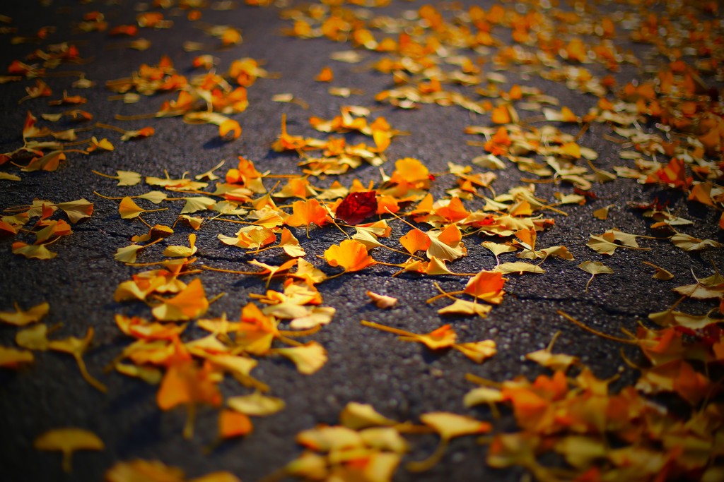 紅一点