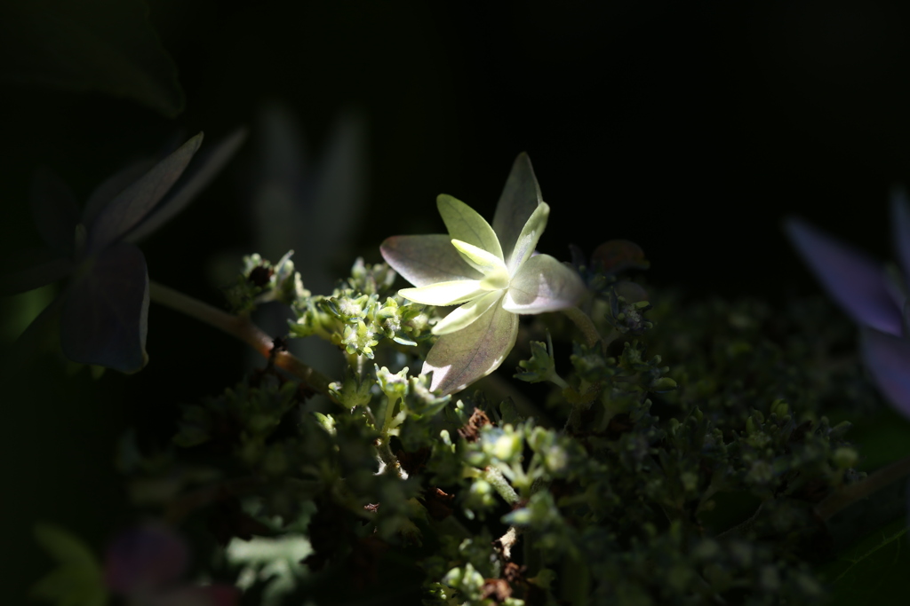 紫✖　乳白色〇