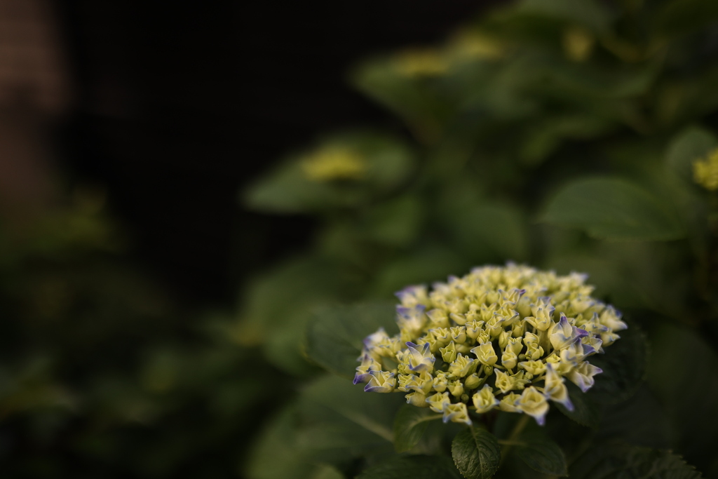 花のはしり