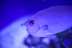 何故かいつも怒っている