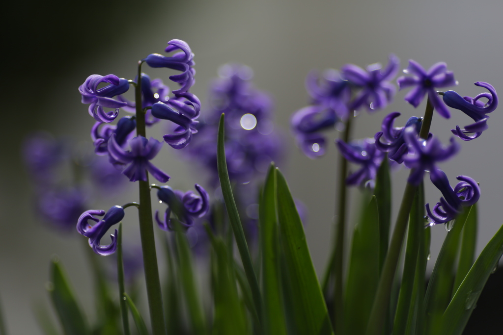 タマちゃんのパパ