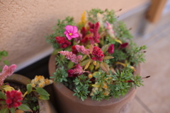 ミックス鉢のカオス