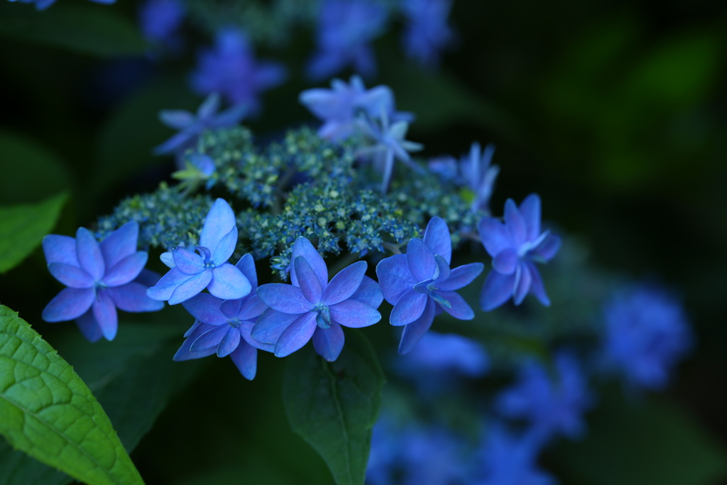 紫陽花②