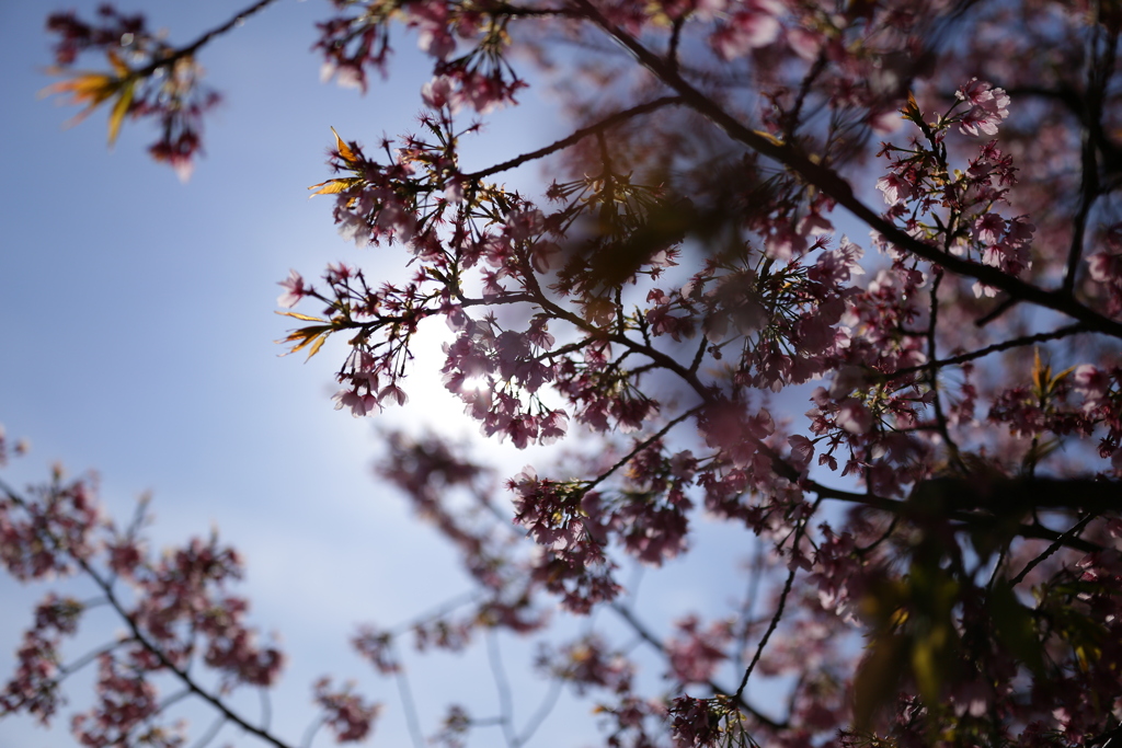 河津桜が終わればハルチカシ