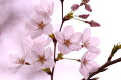 ハマの桜