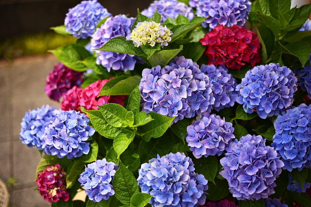 鉢植えの紫陽花