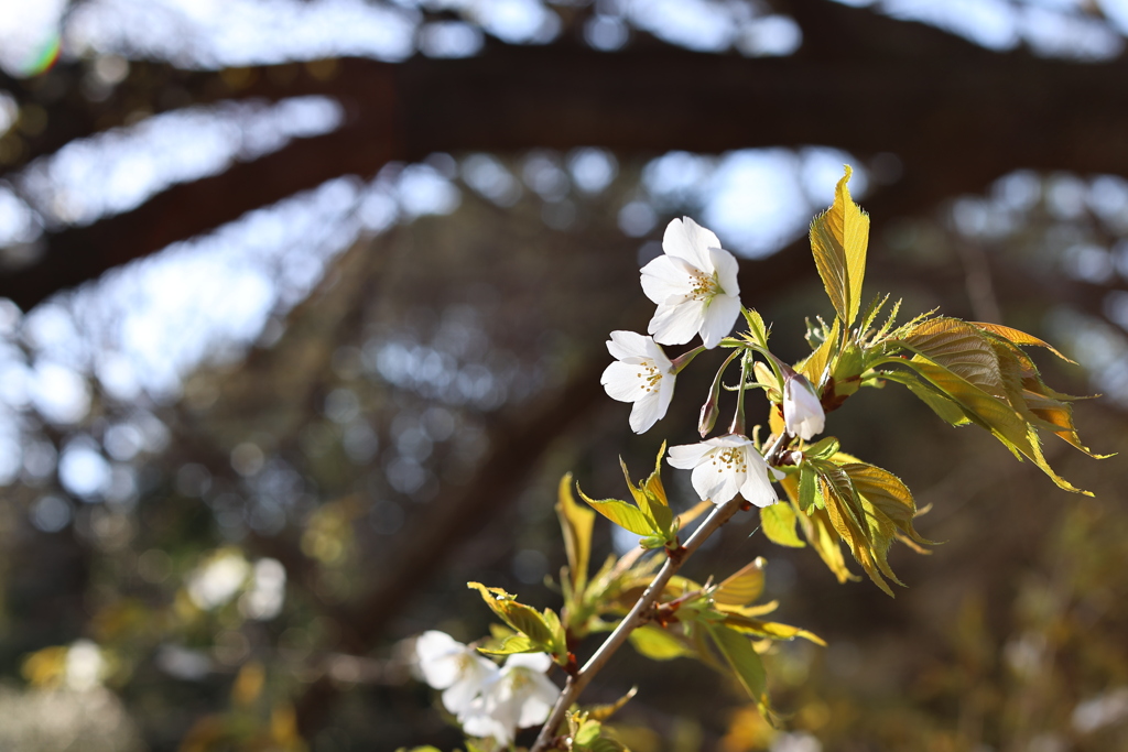 神宮の桜