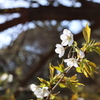 神宮の桜