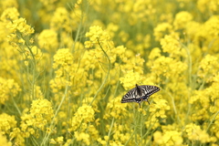 菜の花畑で捕まえた。