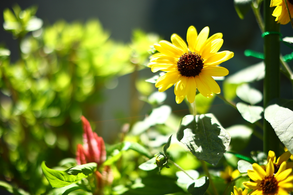 暑中お見舞い申し上げます