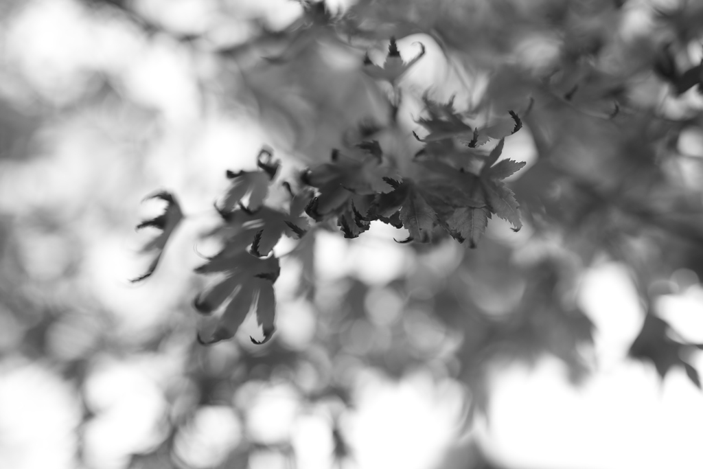 今年も塩害か。