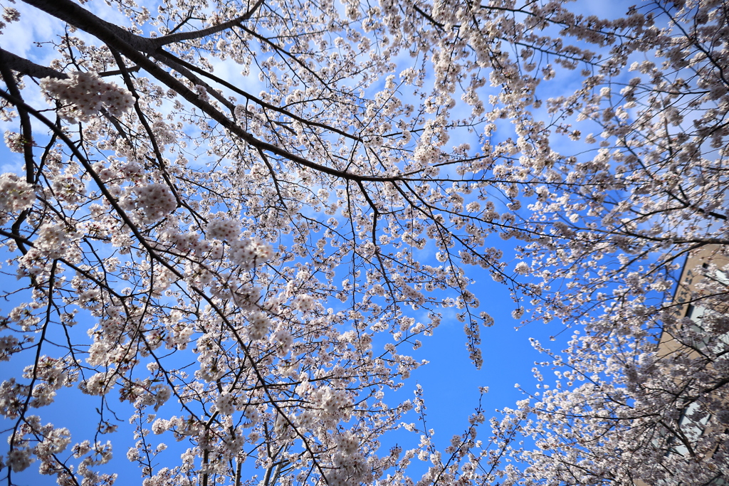 桜という花について。