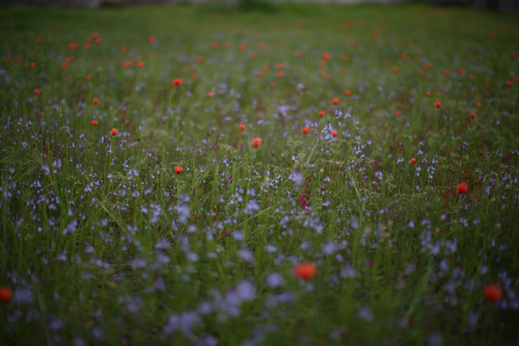 名も知れぬ花、一面に。