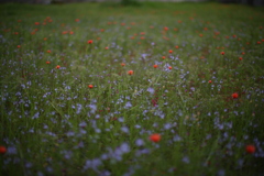 名も知れぬ花、一面に。