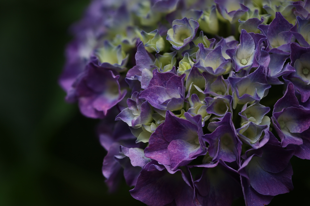 紫陽花