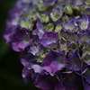 紫陽花
