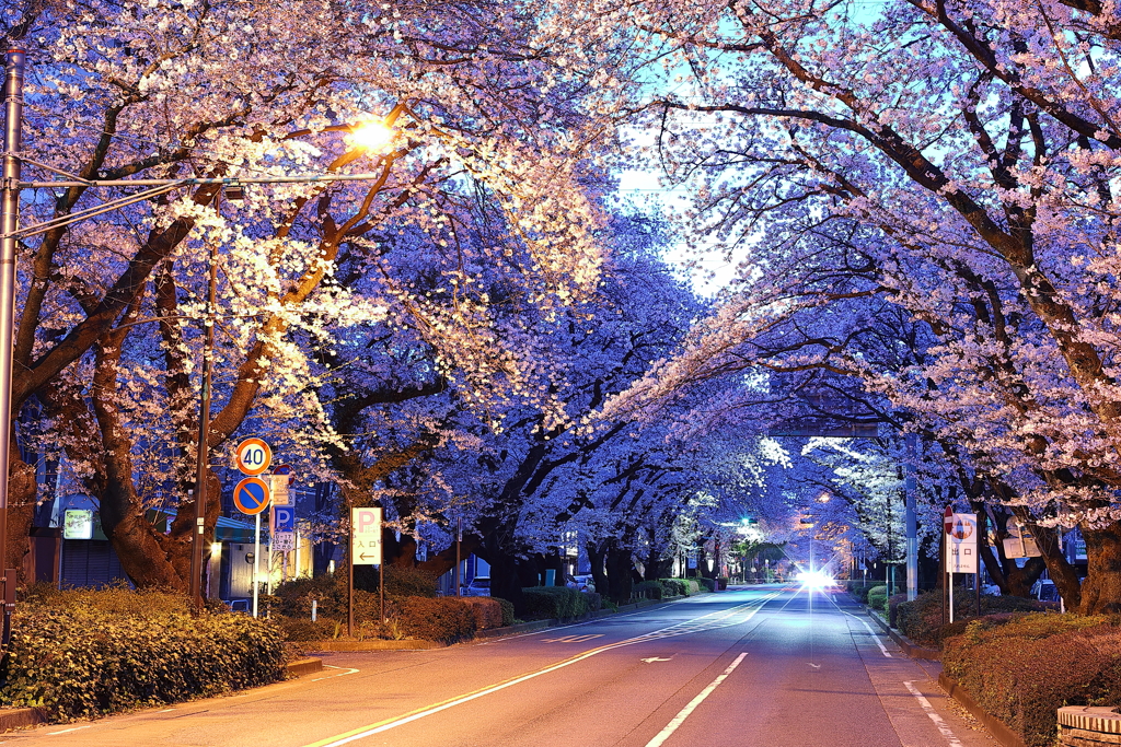 2021年の桜