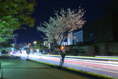 桜咲く夜の街