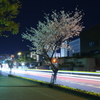 桜咲く夜の街