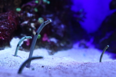 みんな大好きチンアナゴ