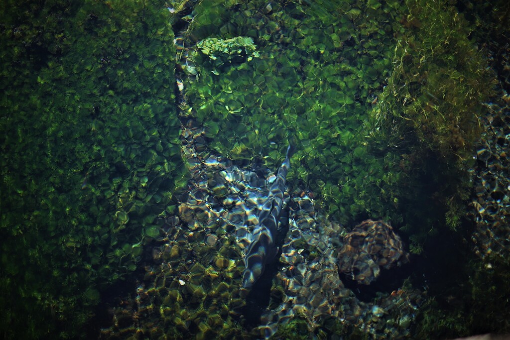 新鮮な水草に虹鱒を添えて