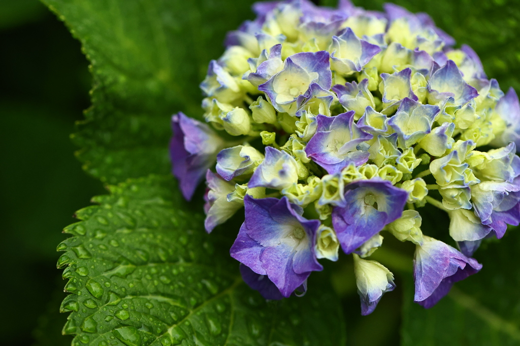 紫陽花サイタ。