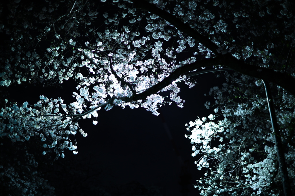 夜桜