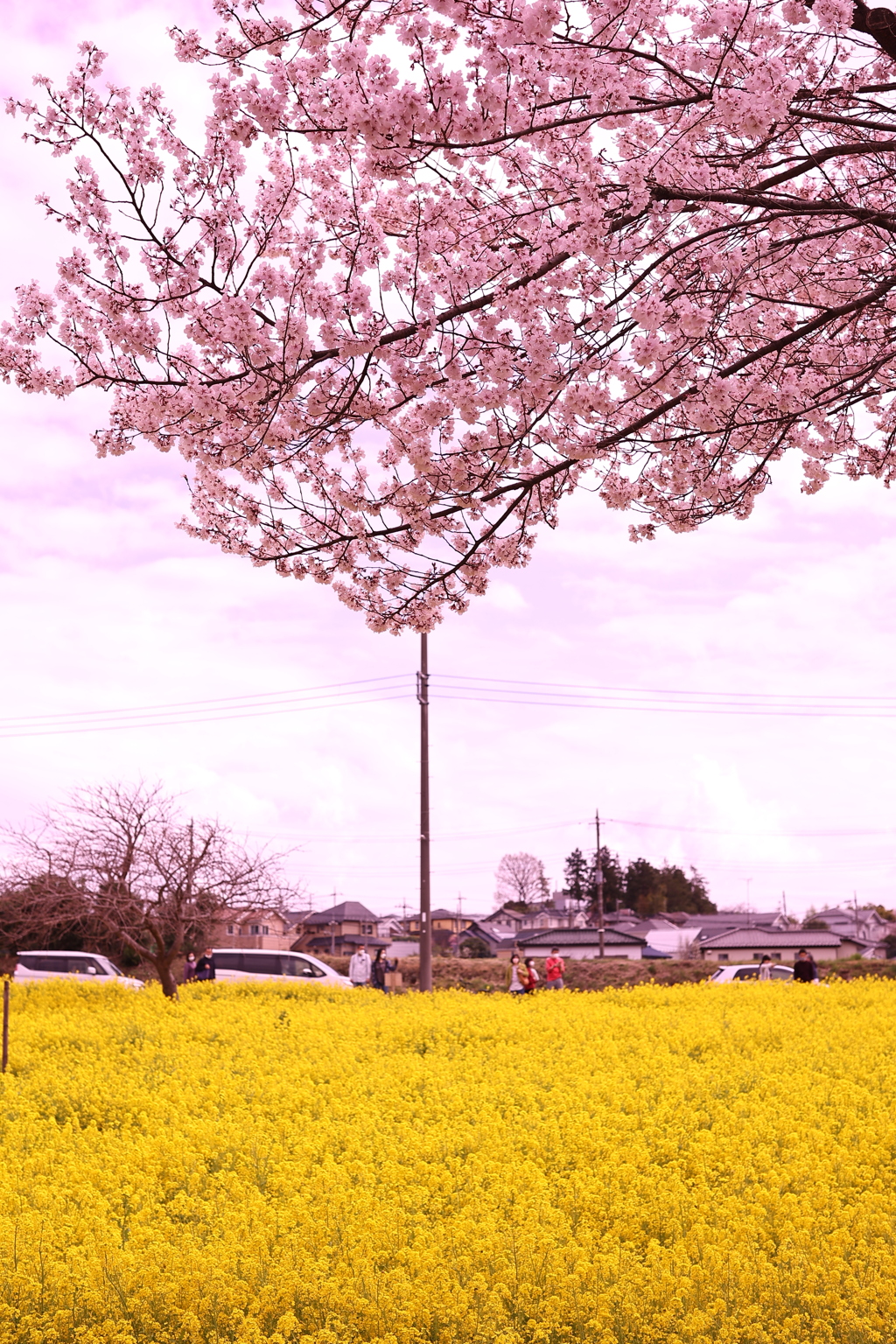 桜咲く