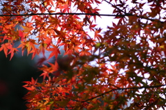 今年の紅色 今年の紅色