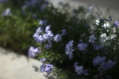 あ、な～るほど。。。