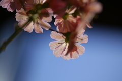 スカスカと透かす。