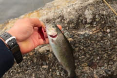 十数年ぶりの釣行で！