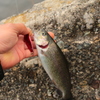 十数年ぶりの釣行で！