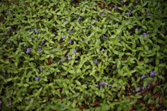 傘を差しながら